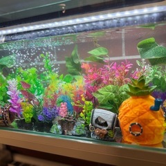 水槽装飾品色々の画像