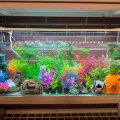 水槽装飾品色々の画像