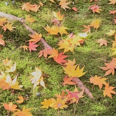 初心者向け♪ 茶道教室@文京区千石の画像