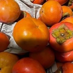 11/26収穫和歌山県　九度山産　富有柿　ブランド柿　取れたて　もぎたて　果物　フルーツ　お得の画像