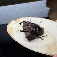 ヨーロッパミヤマクワガタ 3齢幼虫ペアの画像