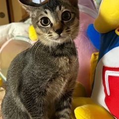 4ヶ月子猫💙クール男子