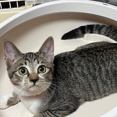 生後4ヶ月 女の子🐱 おっとりさん💗