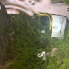 ウィローモス2の画像