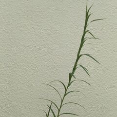 ナリヤランの画像