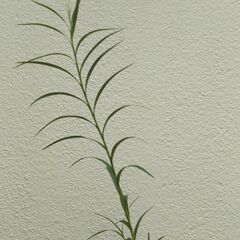 ナリヤランの画像