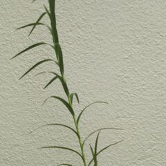 ナリヤランの画像