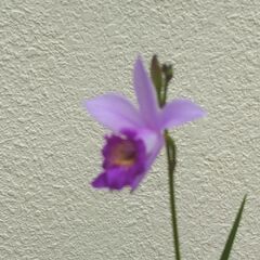 ナリヤランの画像