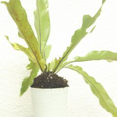 オオタニワタリの画像