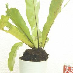 オオタニワタリの画像