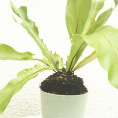 オオタニワタリの画像