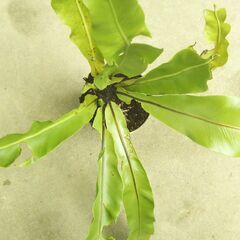 オオタニワタリの画像