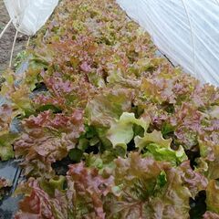 新鮮サニーレタス120円　おゆずりしますの画像