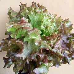 新鮮サニーレタス120円　おゆずりしますの画像