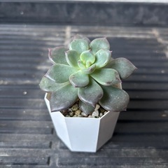 　エケベリア　ラウリンゼ×錦晃星の画像