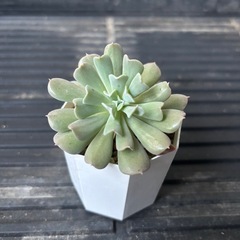 　エケベリア　ルンヨニートップシータービーの画像