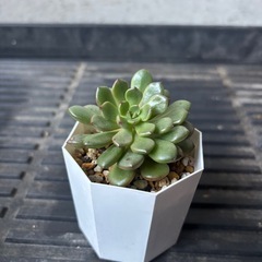 エケベリア　バシュフルの画像