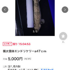 極太個体!!!!!　ポリプテルス・エンドリケリー30cm〜50cm前後の画像