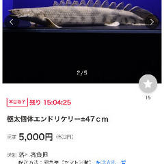 極太個体!!!!!　ポリプテルス・エンドリケリー30cm〜50cm前後の画像