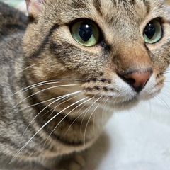 急募！家族になってくれる方募集！