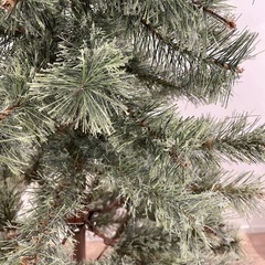 クリスマスツリーの画像