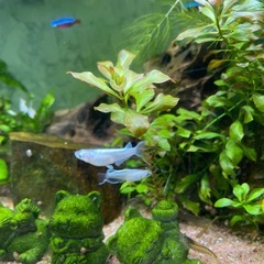 メダカ　　マリアージュ　　10匹
の画像