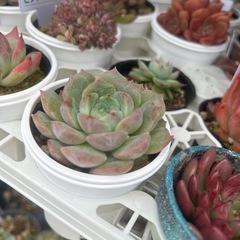 多肉植物！販売会を開催します。エケベリアお安く販売❣️の画像