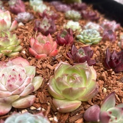 多肉植物！販売会を開催します。エケベリアお安く販売❣️の画像