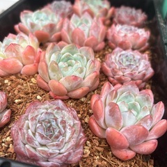 多肉植物！販売会を開催します。エケベリアお安く販売❣️の画像