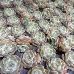 多肉植物！販売会を開催します。エケベリアお安く販売❣️の画像