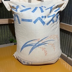 令和7年10月収穫　掛け干しの画像