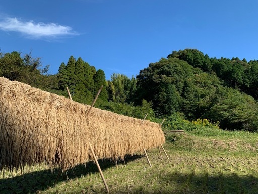 令和7年10月収穫　掛け干し　農薬少なめ