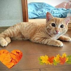 人懐っこい僕をよろちくです🐱麦くん4か月✌️