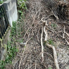 薪 伐採した枝木あげます
の画像