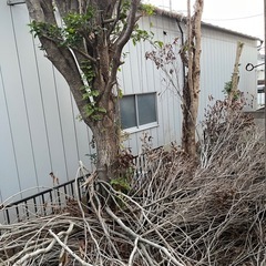 薪 伐採した枝木あげます
の画像