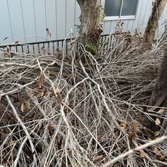薪 伐採した枝木あげます
の画像