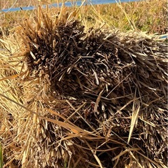 稲藁   2025年  ハザ掛け 天日干し 自然栽培 20束　の画像