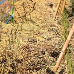 稲藁   2025年  ハザ掛け 天日干し 自然栽培 20束　の画像