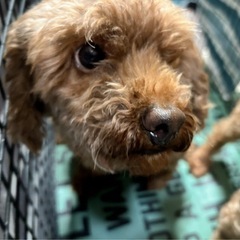 トイプードル🐩女の子🌸推定6歳　
