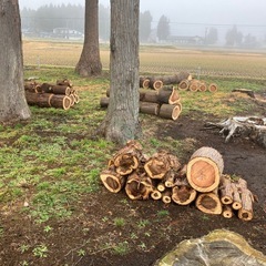 杉の玉切りの画像