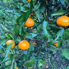 無農薬・無選別みかん🍊南知多町産の画像
