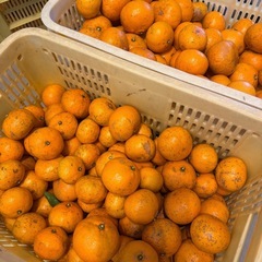 無農薬・無選別みかん🍊南知多町産の画像