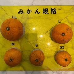 無農薬・無選別みかん🍊南知多町産の画像