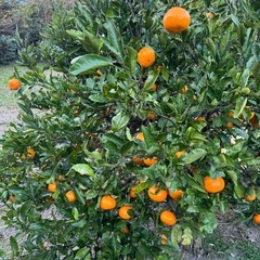 無農薬・無選別みかん🍊南知多町産の画像