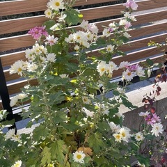 【開花中】八重クリサンセマム（菊）/鉢ごとの画像