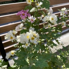 【開花中】八重クリサンセマム（菊）/鉢ごとの画像