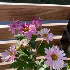 【開花中】八重クリサンセマム（菊）/鉢ごとの画像