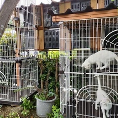 猫の飼育スタッフ募集の画像