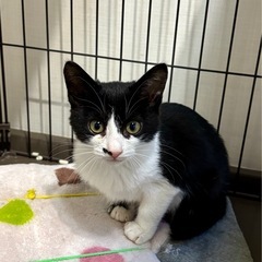 ②白黒ハチワレ男の子 - 下新川郡