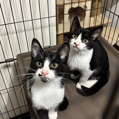②白黒ハチワレ男の子 - 猫